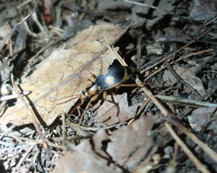 Pheropsophus jessoensis