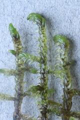 Hamatocaulis lapponicus