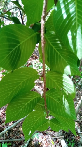 Exallosperma longiflora image