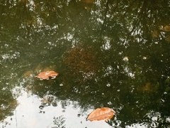 Channa striata
