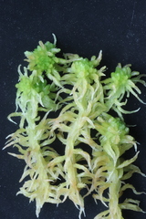 Sphagnum balticum
