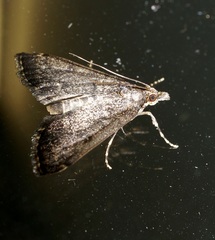 Proternia philocapna