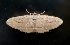 Austrocidaria gobiata