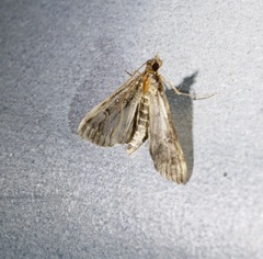 Proternia philocapna