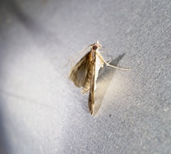 Proternia philocapna