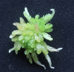 Sphagnum balticum