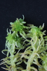 Sphagnum balticum