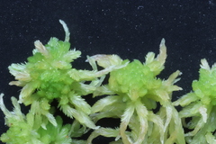 Sphagnum balticum