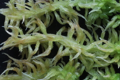Sphagnum balticum