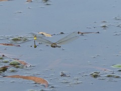 Hydrobasileus brevistylus