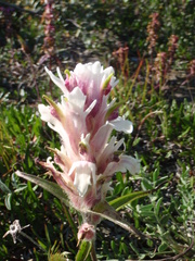 Castilleja elegans