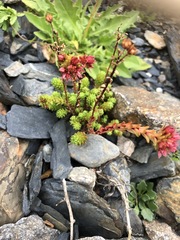 Sedum tenellum