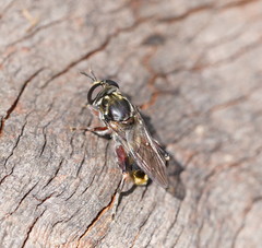 Chalcosyrphus elongatus