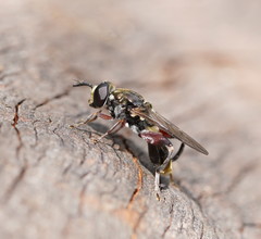 Chalcosyrphus elongatus