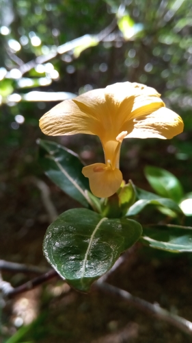 Hop-headed Barleria