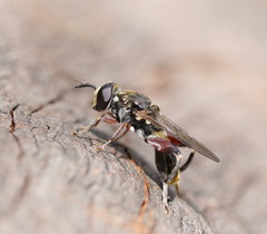 Chalcosyrphus elongatus