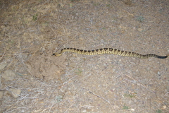 Crotalus molossus