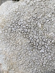 Pertusaria plittiana