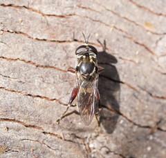 Chalcosyrphus elongatus