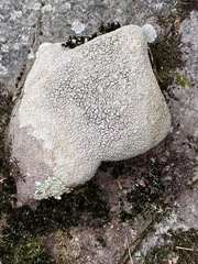 Pertusaria plittiana