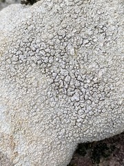 Pertusaria plittiana