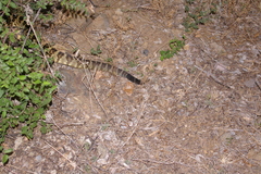 Crotalus molossus