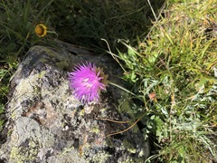 Psephellus caucasicus