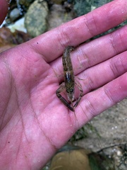 Macrobrachium malayanum