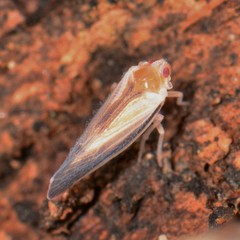 Omolicna uhleri
