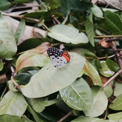 Talicada nyseus nyseus