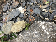 Sedum tenellum