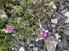 Chamaenerion colchicum