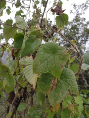 Camonea vitifolia