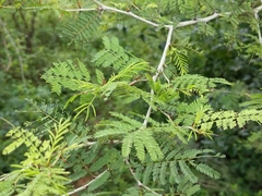 Vachellia leucophloea