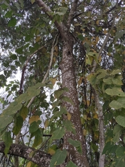 Alangium kurzii