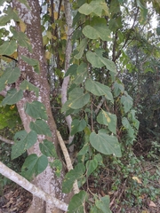 Alangium kurzii