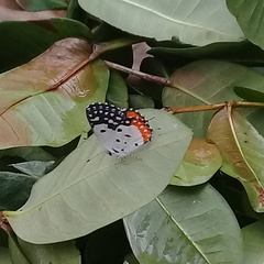 Talicada nyseus nyseus