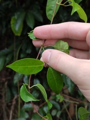 Ichnocarpus frutescens