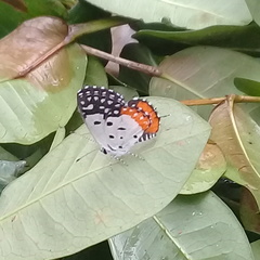 Talicada nyseus nyseus
