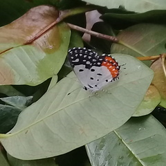 Talicada nyseus nyseus