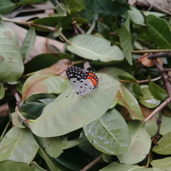 Talicada nyseus nyseus