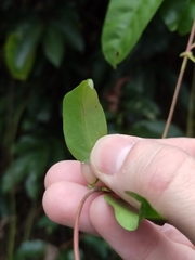 Ichnocarpus frutescens