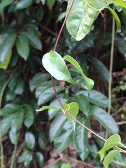 Ichnocarpus frutescens