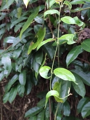 Ichnocarpus frutescens