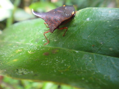 Taurocerus edessoides