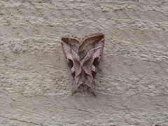 Eucarta virgo