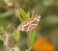 Chrysolarentia oxygona