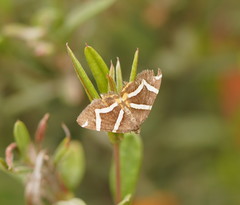 Chrysolarentia oxygona