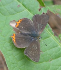 Heliophorus