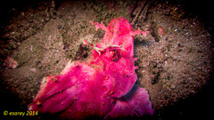 Rhinopias eschmeyeri